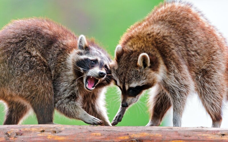 Two raccoons fighting