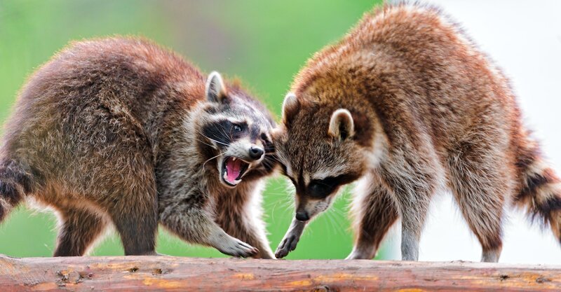Two Raccoons Fighting — Brown, Aggressive