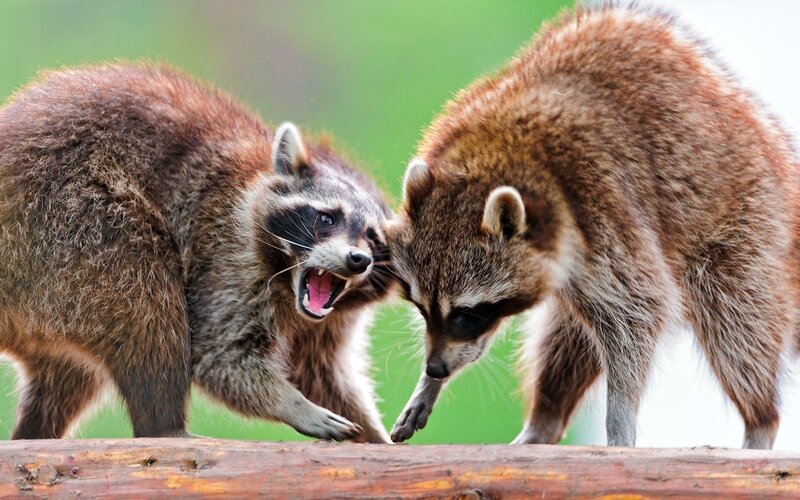Two Raccoons Fighting — Brown