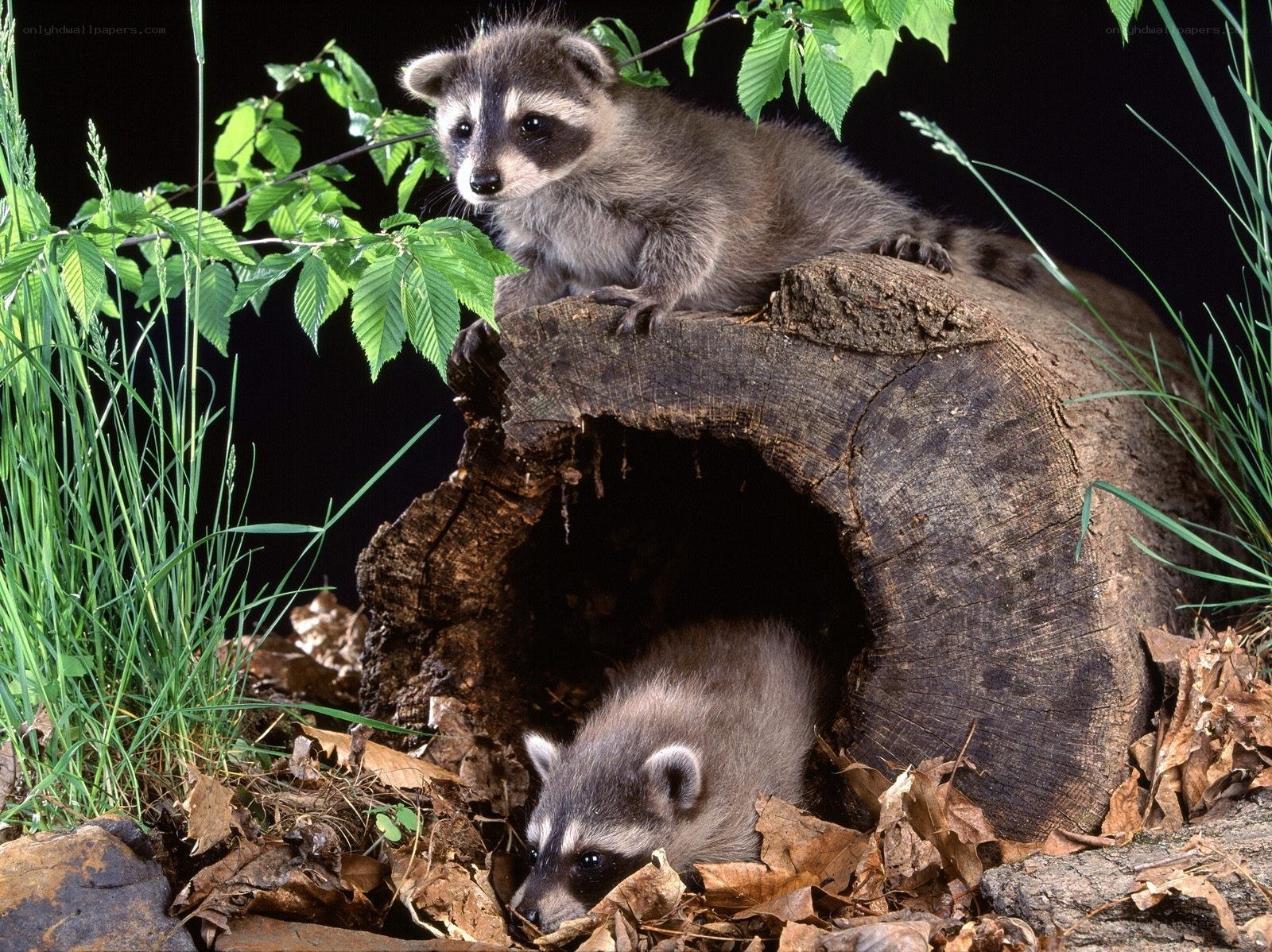 Two raccoons in a log