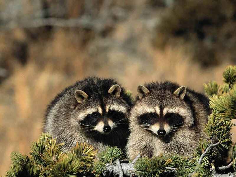 Two raccoons in a tree
