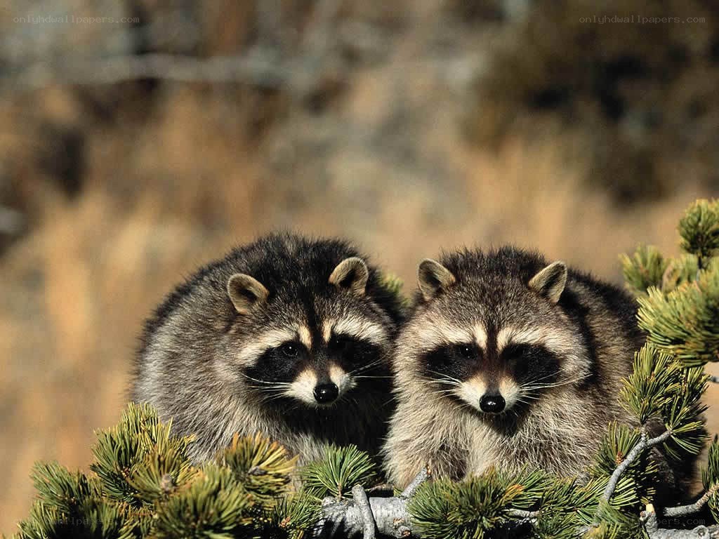 Two raccoons in a tree