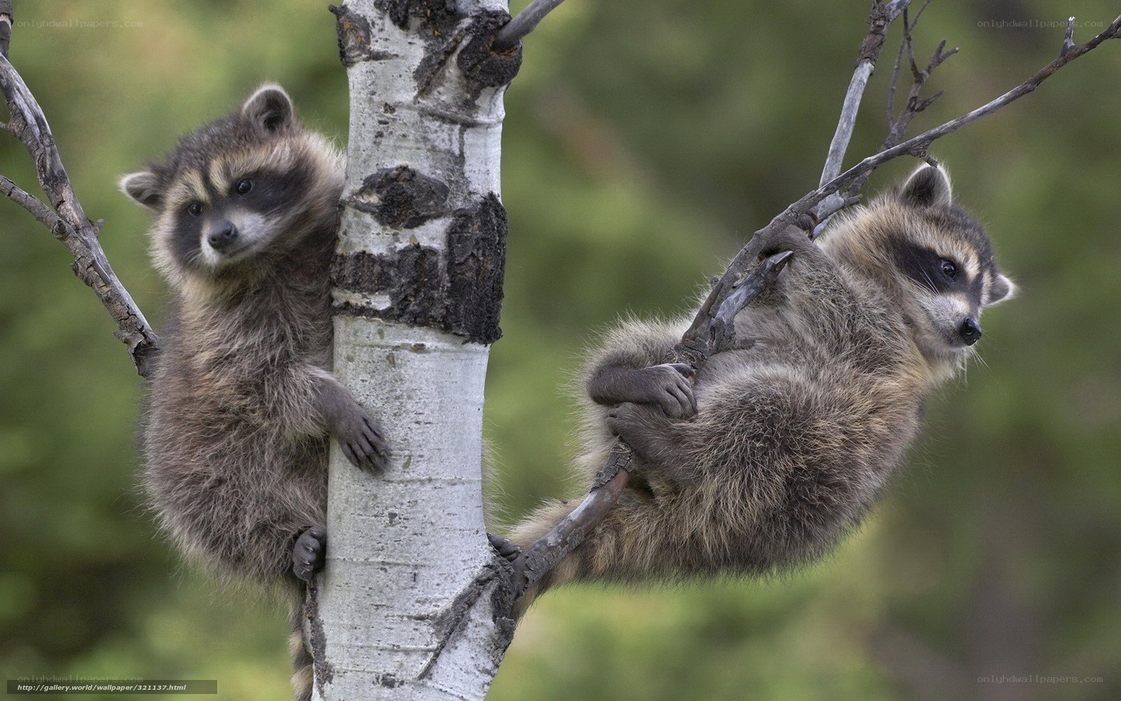 Two raccoons in a tree