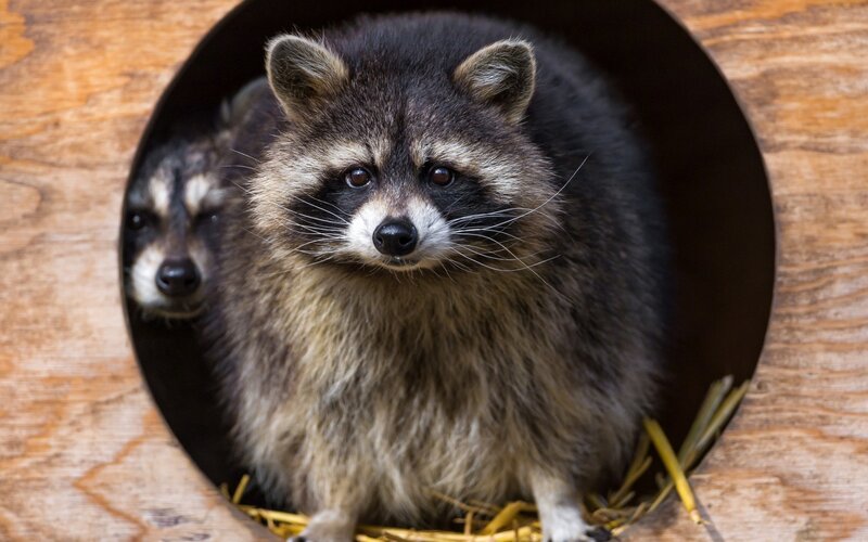 Two Raccoons in a Tunnel