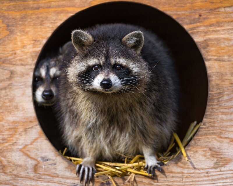 Two raccoons in a wooden den