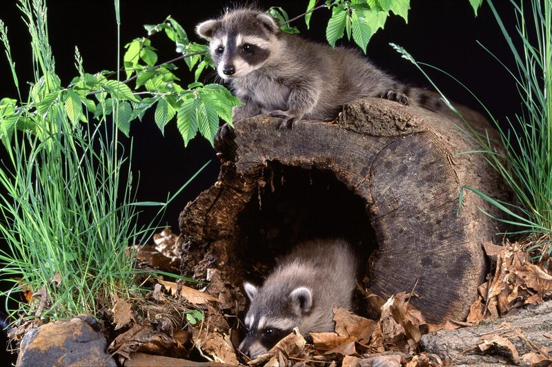 Two Raccoons in Log