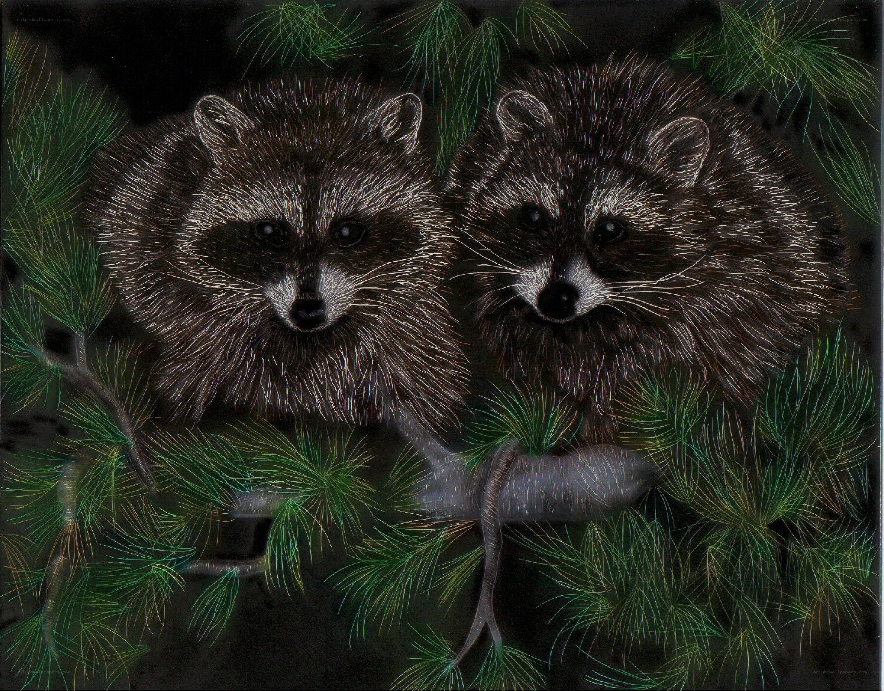 Two raccoons in pine branches