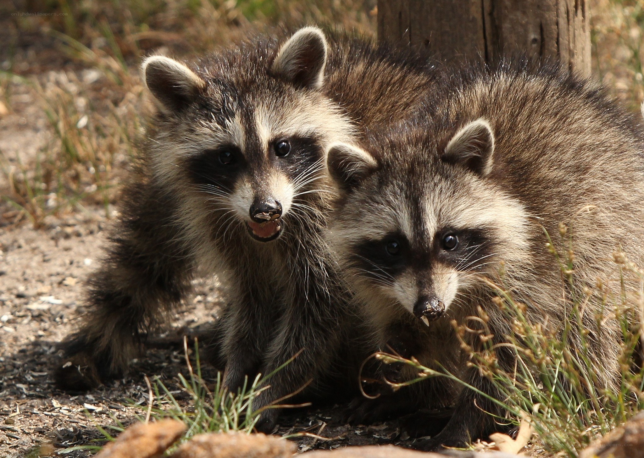 Two raccoons in the wild