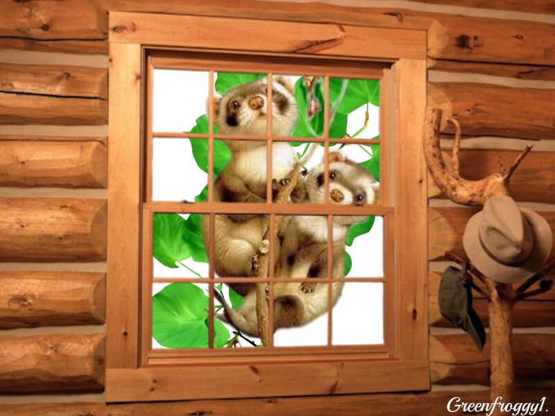Two Raccoons in Tree — Brown