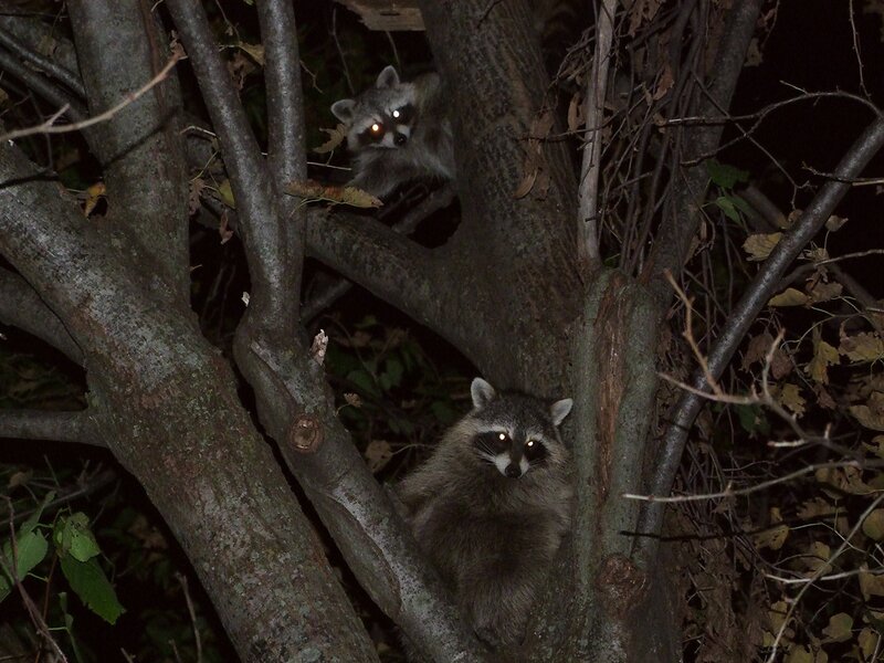 Two Raccoons in Tree