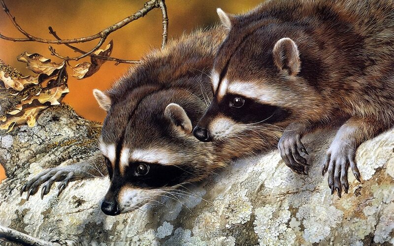 Two Raccoons on a Branch