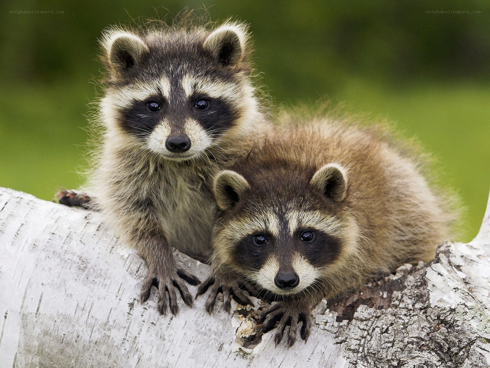 Two raccoons on a log