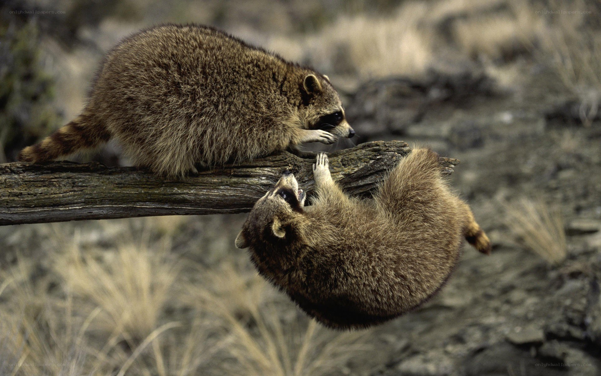 Two raccoons on a log