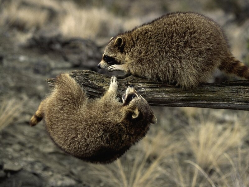 Two Raccoons on a Log — Brown
