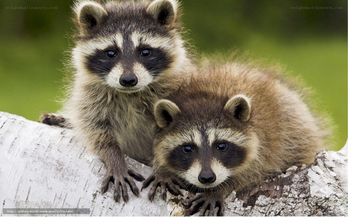 Two raccoons on a log