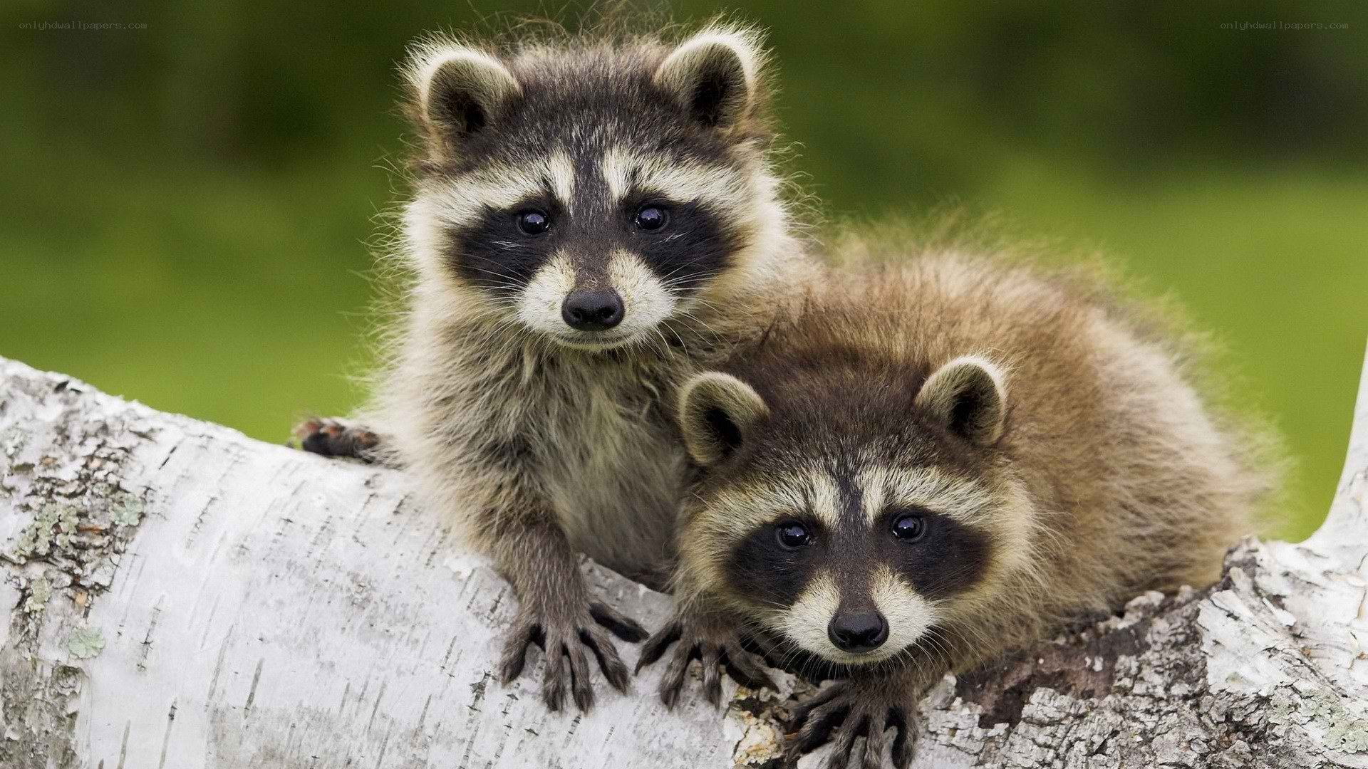 two raccoons on a tree branch