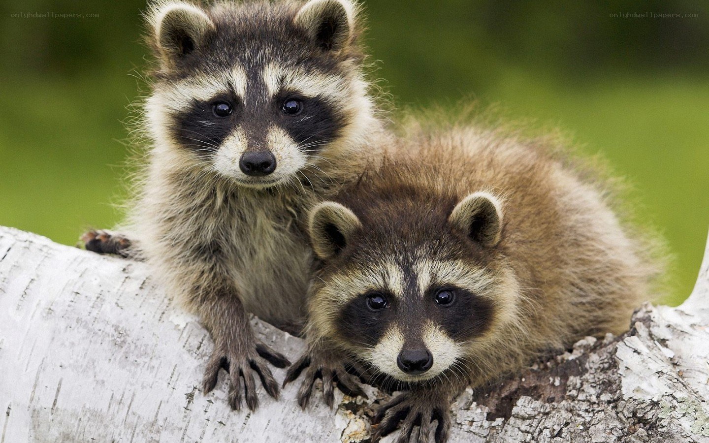 two raccoons on a tree branch