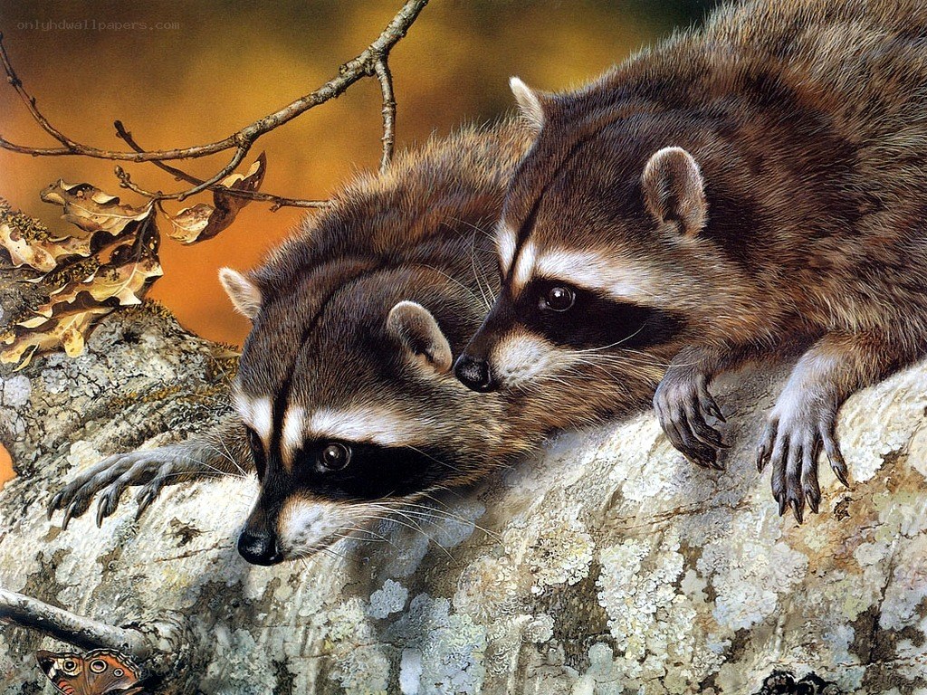 Two raccoons on a tree branch