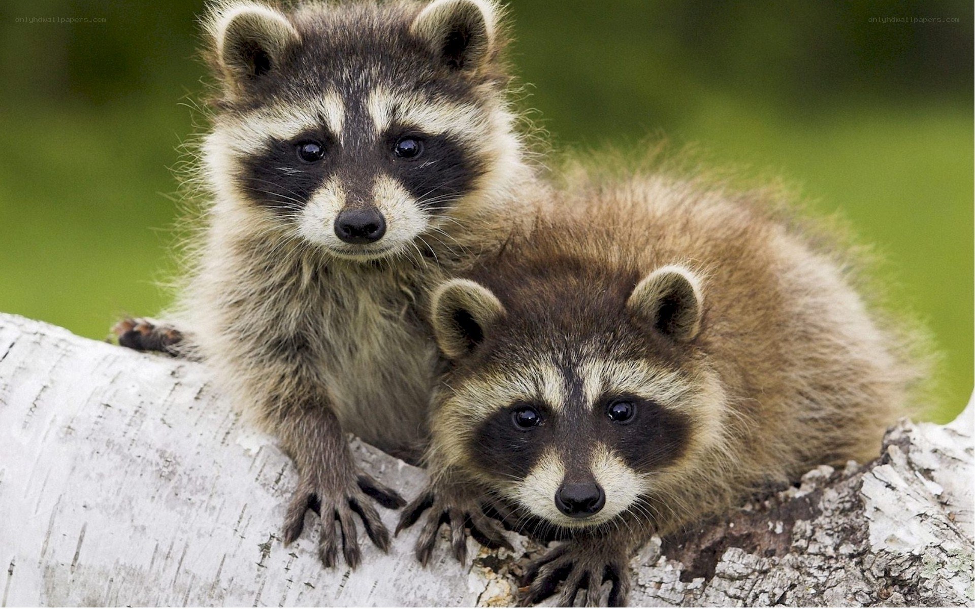 Two raccoons on a tree branch