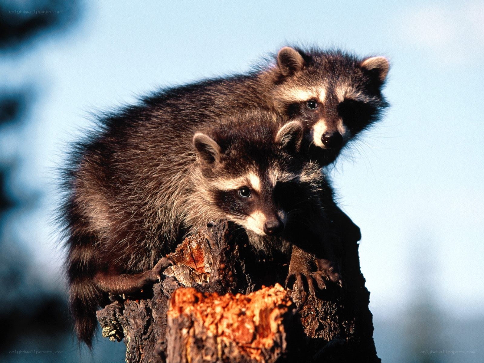 Two raccoons on a tree stump