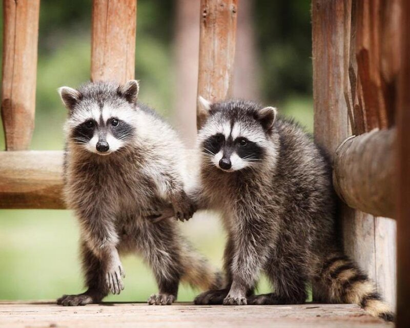 Two raccoons on a wooden deck