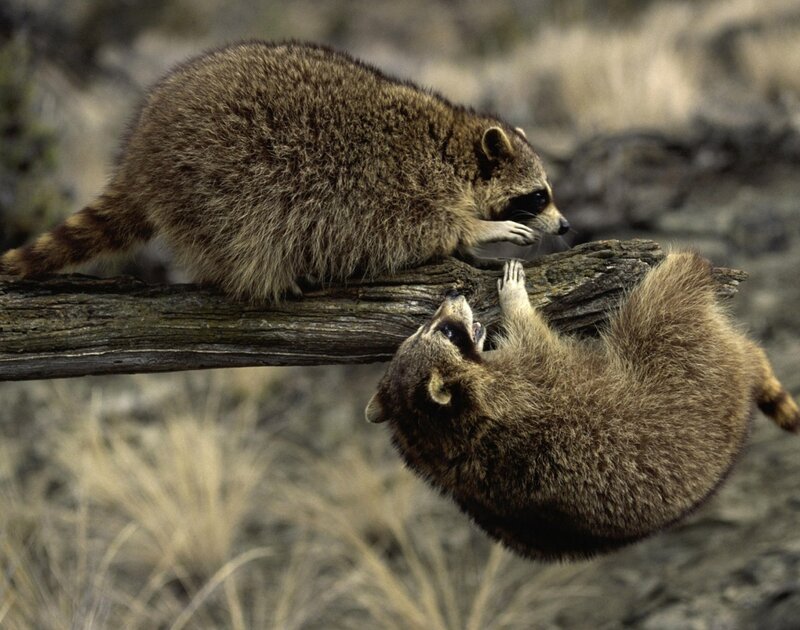 Two Raccoons on Branch — Brown