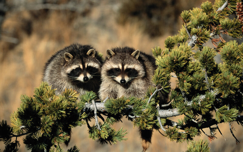Two Raccoons on Branch — Green