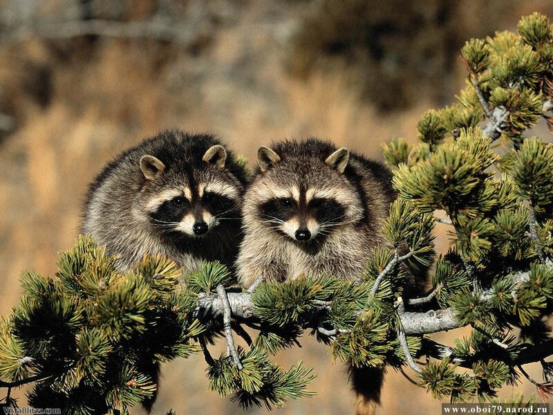 Two Raccoons on Branch
