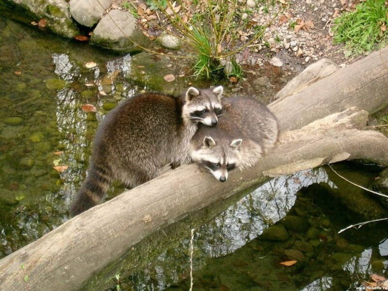 Two Raccoons on Log — Brown, Calm