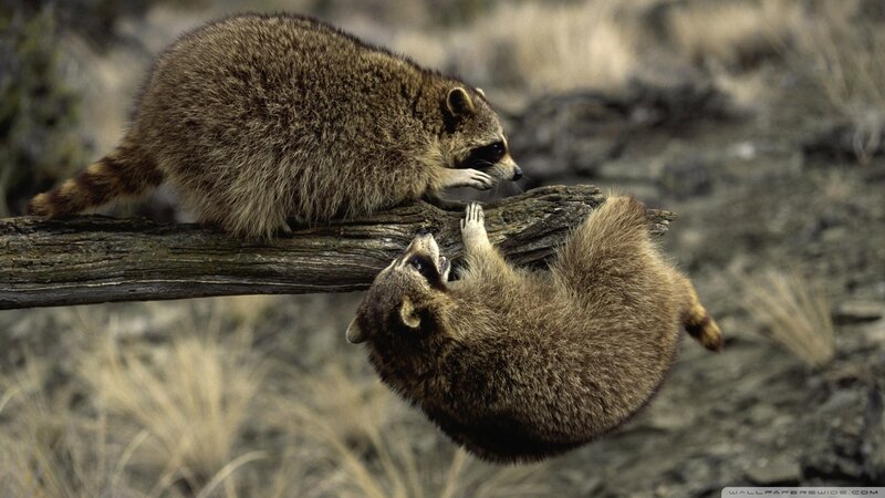 Two Raccoons on Log — Brown, Natural