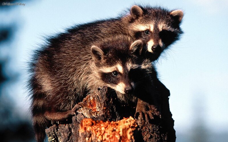 Two Raccoons on Log — Brown