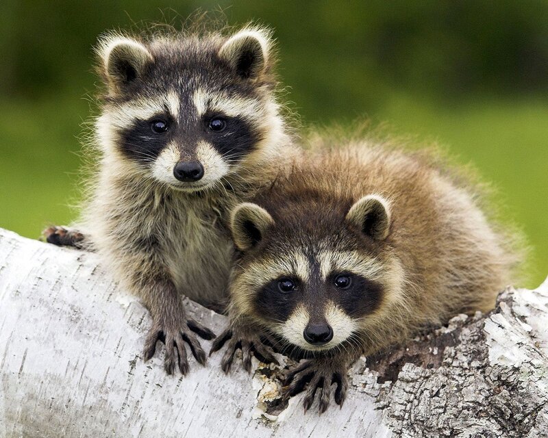 Two Raccoons on Log