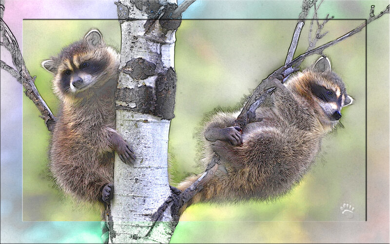 Two Raccoons on Tree — Brown