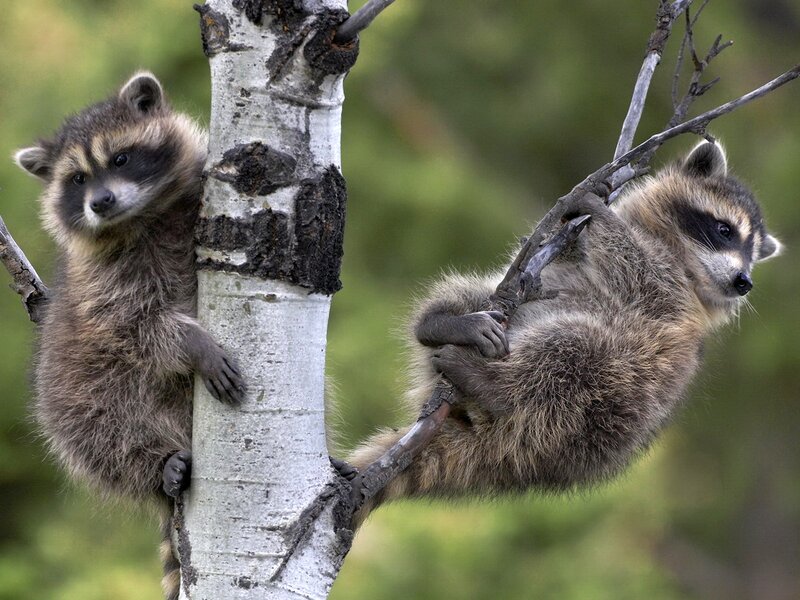 Two Raccoons on Tree — Gray