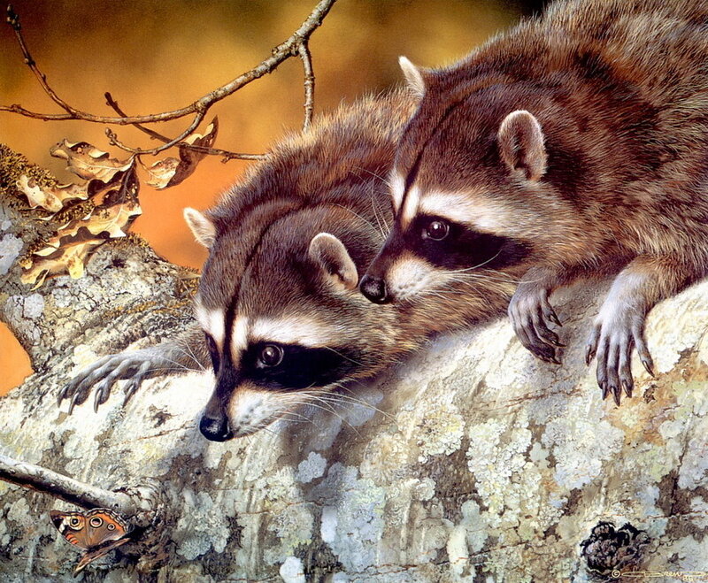 Two Raccoons on Tree