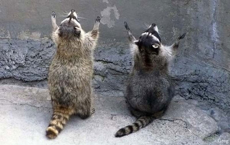 Two Raccoons Standing