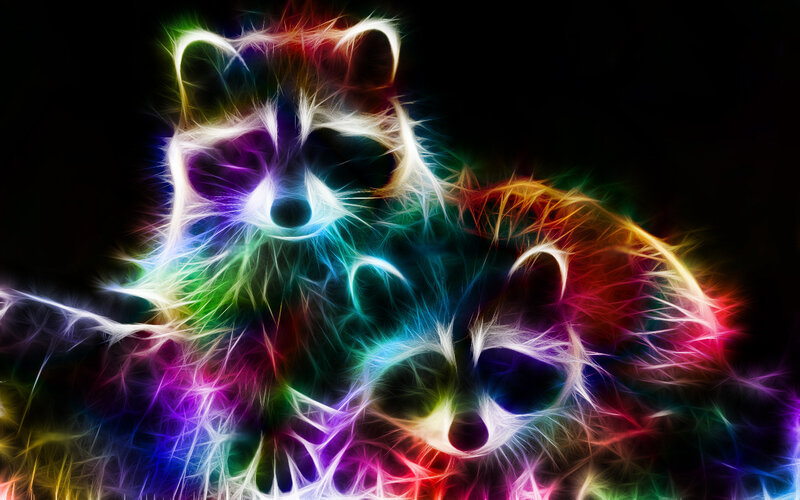 Two Raccoons