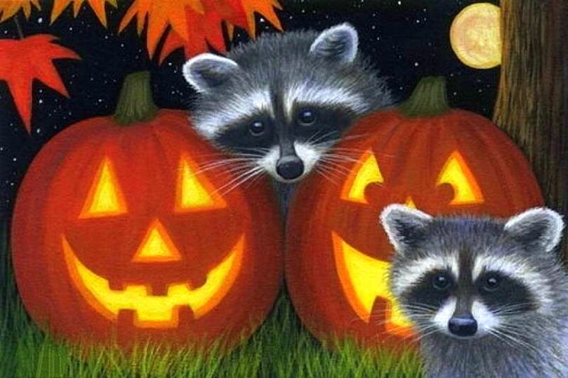 Two Raccoons with Pumpkins