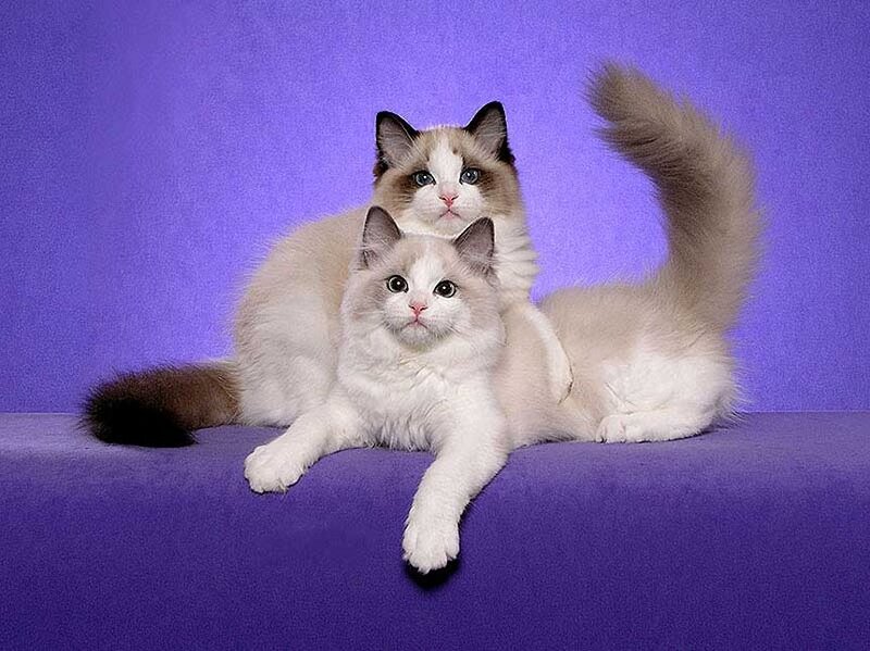 Two Ragdoll Cats — Purple