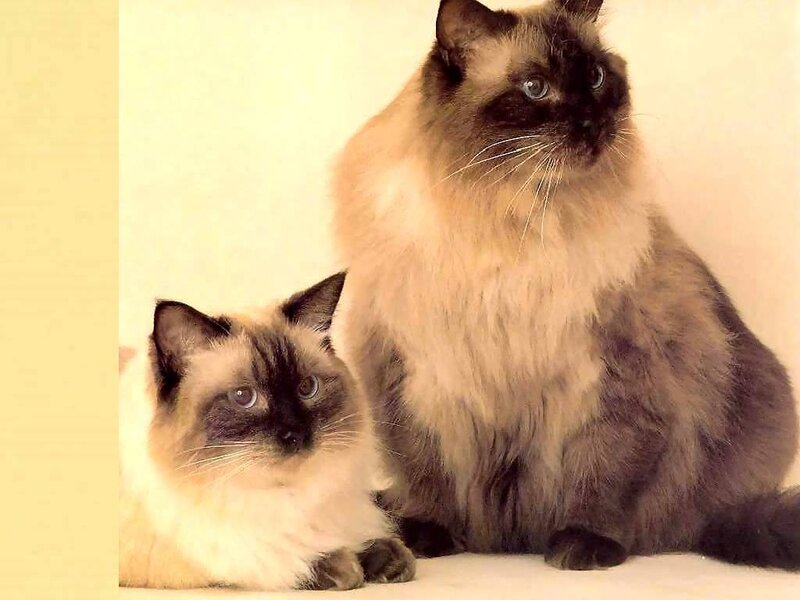 Two Ragdoll Cats