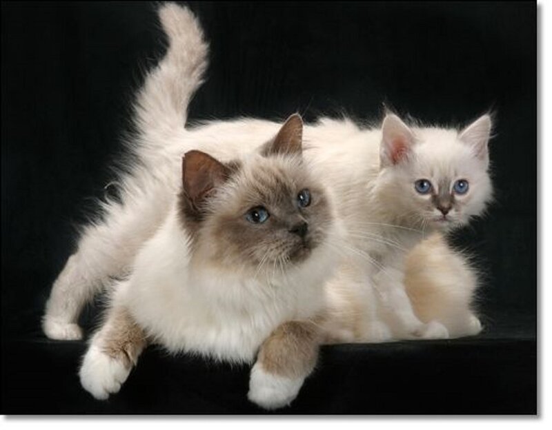Two Ragdoll Cats — White