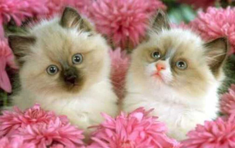Two Ragdoll Kittens — Pink