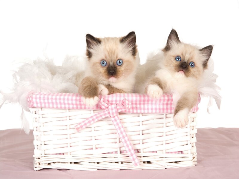 Two Ragdoll Kittens