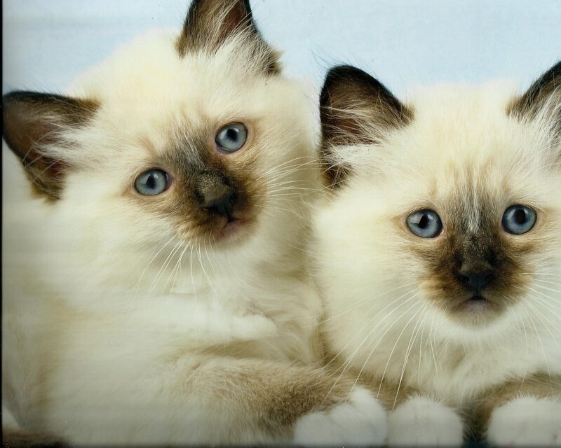 Two Ragdoll Kittens — White, Calm, Photograph