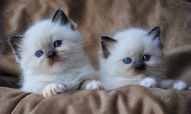 Two Ragdoll Kittens — White, Calm