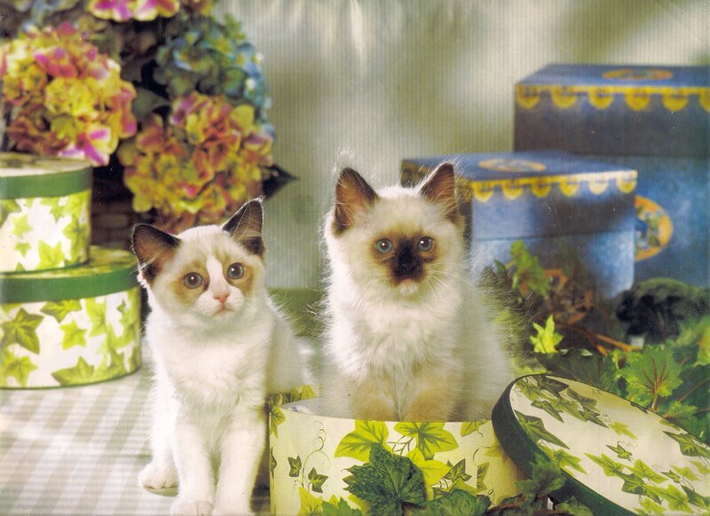 Two Ragdoll Kittens — White