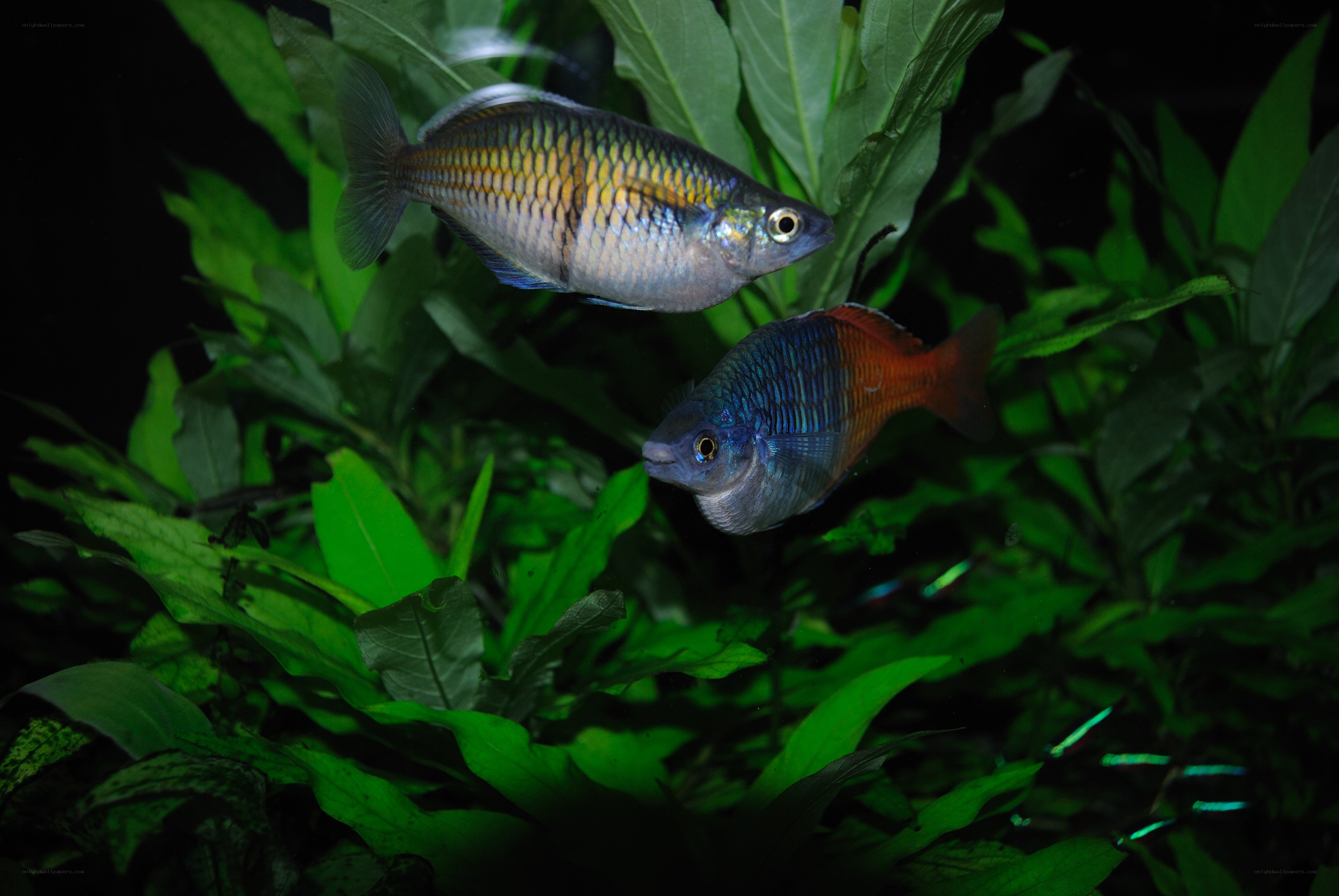 Two rainbow fish in aquarium