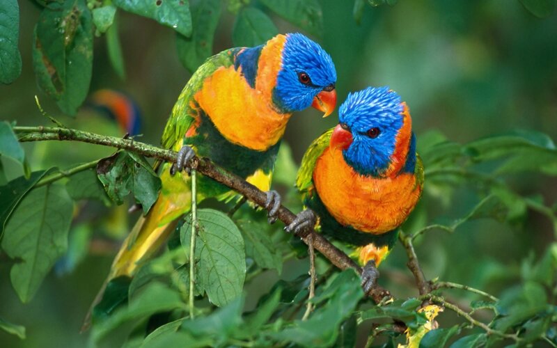 Two Rainbow Lorikeets — Birds