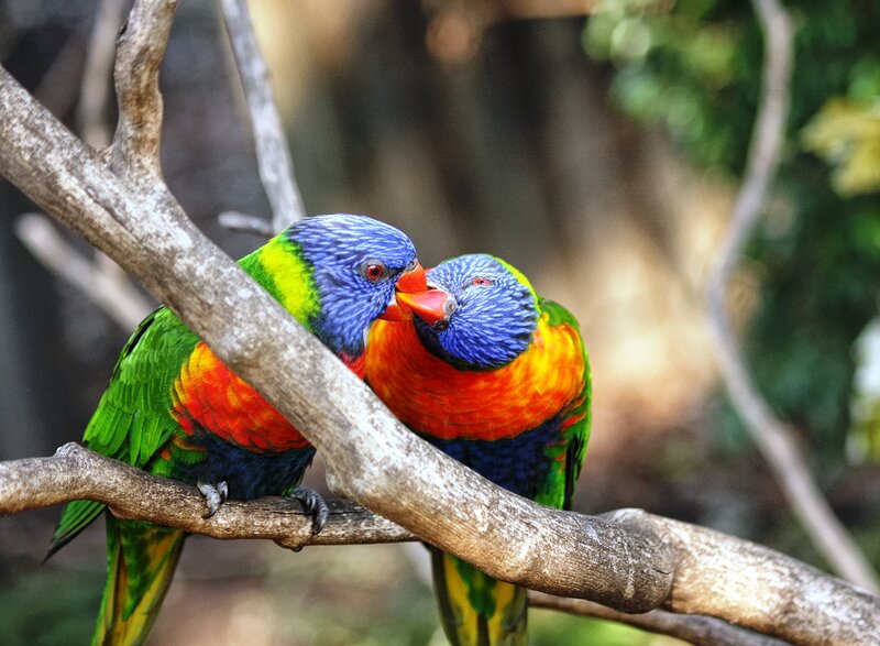 Two Rainbow Lorikeets — Blue, Calm, Afternoon