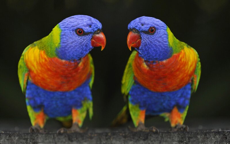 Two Rainbow Lorikeets — Blue, Calm, Photograph, Birds, Beak